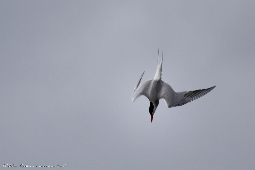 Common Tern, Behaviour