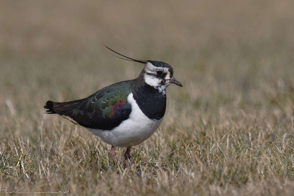 Northern Lapwing female adult, pigmentation