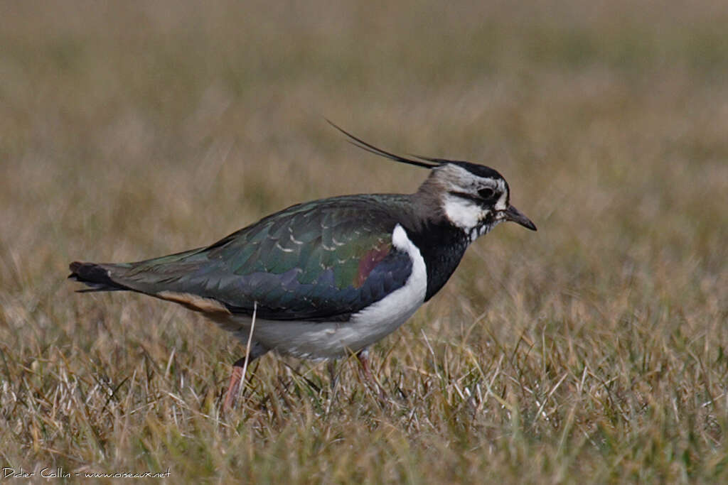 Northern Lapwing female adult, pigmentation, fishing/hunting